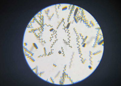 spiruline au Microscope
